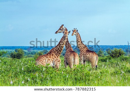 Giraffe in Kruger national park, South Africa ; Specie Giraffa camelopardalis family of Giraffidae
