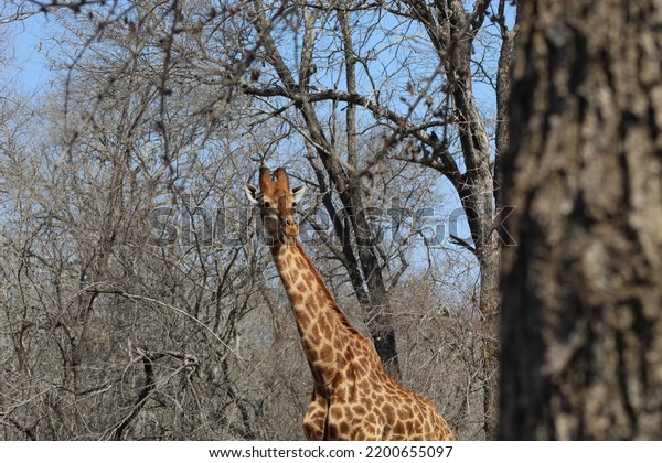 The giraffe is a large African hoofed mammal\
belonging to the genus\
Giraffa
