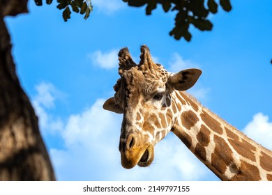 A giraffe leans towards a tree with lush foliage and branches. Giraffe eat tree leaves.