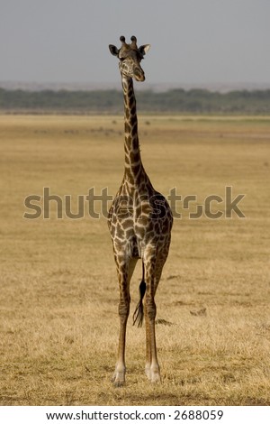 Similar – Image, Stock Photo giraffe in samburu national park kenya