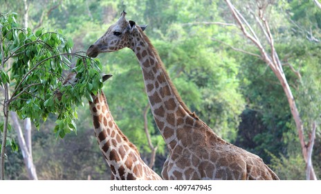 Giraffe with a long neck eating tree leafs