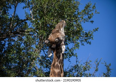 Giraffe with a long neck eating from the trees of the African savannah of South Africa, these herbivorous animals are very tall and reach the top of the trees and are very attractive for safaris.