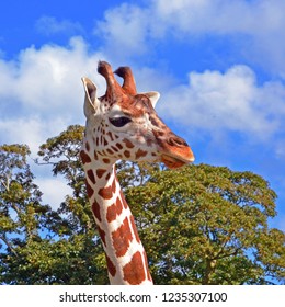 Giraffe At Longleat Safari Park