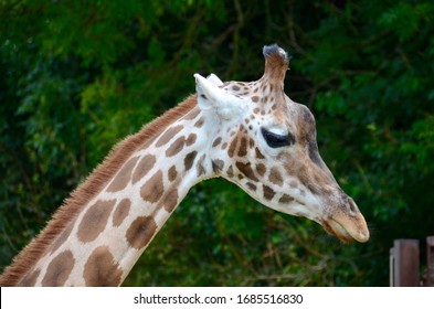 A Giraffe At Longleat Safari Park