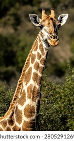  A Giraffe looking at the camera