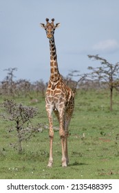 Giraffe Looking In The Maasai Mara Savannah