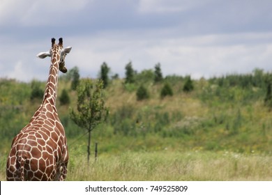 Giraffe looking on