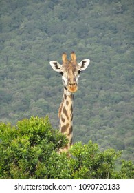 Giraffe looking tree over close-up