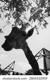 A giraffe looks at the camera 