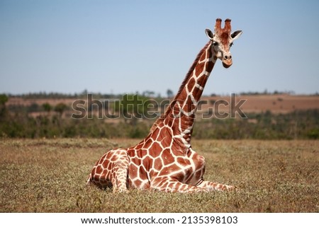 Giraffe lying in the grass Samburu Kenya