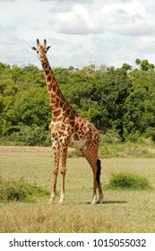 Giraffe, Maasai Mara National Park, Kenya 