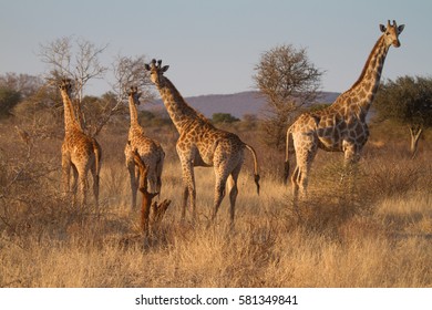 Giraffe, Madikwe Game Reserve