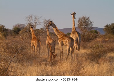 Giraffe, Madikwe Game Reserve