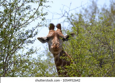 Giraffe Making A Kissy Face At Me.