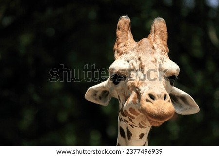 Giraffe in Malaysia National Zoo. Taken with 70-200mm lens.