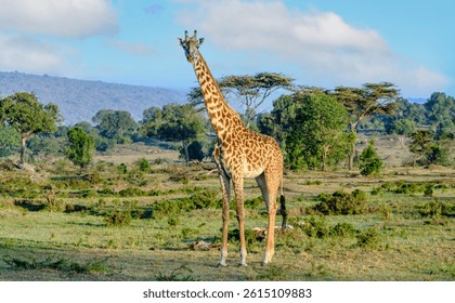 Giraffe in Masai Mara National Park, Kenia