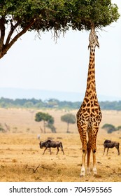 Giraffe en el parque safari de Masai Mara en Kenia África