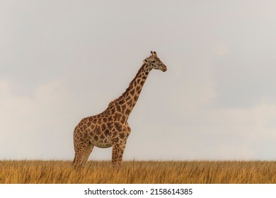 Giraffe In Massai Mara Park