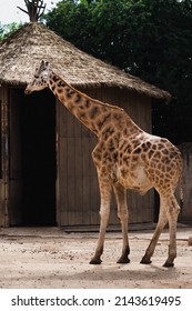 Giraffe Mom And Baby In Zoo