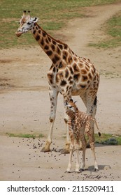 Giraffe Mom And Her Baby