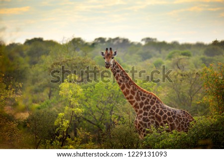 Giraffe and morning sunrise. Green vegetation with animal portrait. Wildlife scene from nature. Orange light in the forest, Okavango, Botswana, Africa.