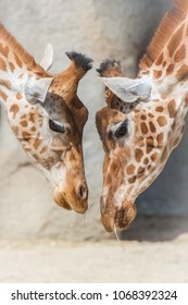 Giraffe, Mother And Baby Giraffe, Love
