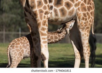 Giraffe mother is breastfeeding her baby. Close up breastfeed scene. 