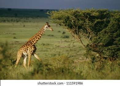 Giraffe, Nairobi National Park, Kenya