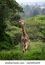 Giraffe In Nairobi National Park, Kenya