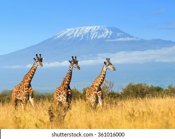 Giraffe In National Park Of Kenya, Africa