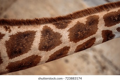 Giraffe neck.