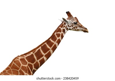 Giraffe Neck And Head Isolated On White Background