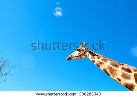 Similar – Giraffes in masai mara in kenya africa