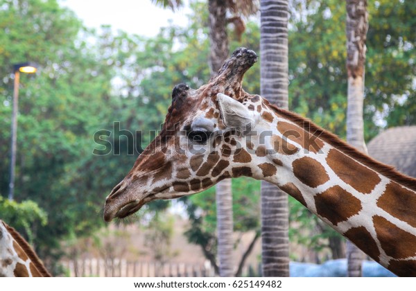 night safari giraffe