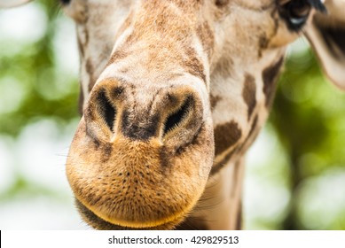 Giraffe Nose,Close Up