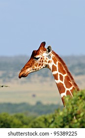 Giraffe, Ol Pejeta Conservancy, Kenya