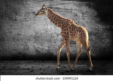 Giraffe on a gray background