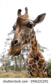 Giraffe On Kenya's Maasai Mara 