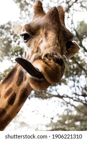 Giraffe On Kenya's Maasai Mara 