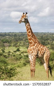 Giraffe on the lookout in Kruger National Park South Africa