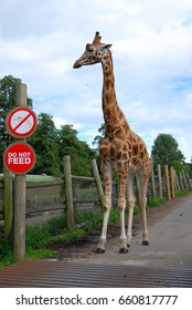 Giraffe On The Road/ Do Not Feed/ West Midland Safari Park/ UK