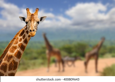 Giraffe On Savannah In Africa, National Park Of Kenya