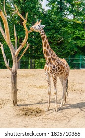 Giraffe on a sunny day in the zoo, Zlin, Czech Republic