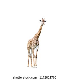 Giraffe On A White Background.