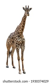 Giraffe On A White Background.