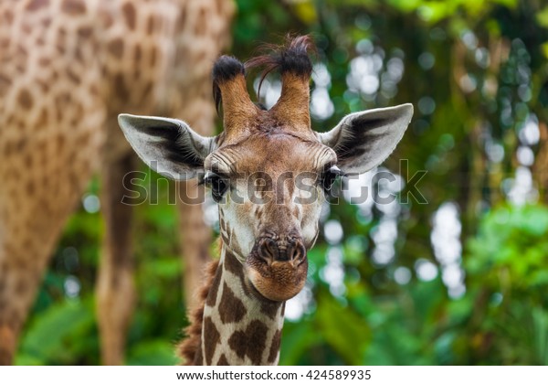 Giraffe in park - animal\
background