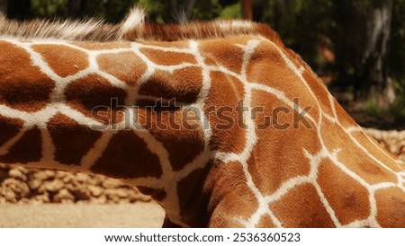 Giraffe Pattern Close-Up Brown Wild African Animal Texture Sunlight