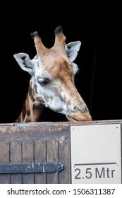 Giraffe Peering Over A Wooden Door With A Height Marker On It Displaying 2.5 Metres