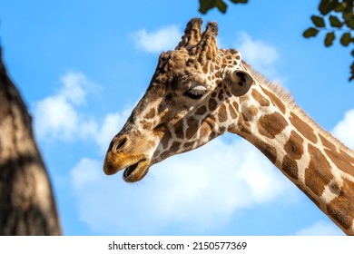 Giraffe with a pensive look opened his mouth and looks into the distance against the blue sky. Giraffe eat tree leaves.