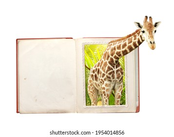 Giraffe In Photo With 3d Effect On Open Book. Stereoscopic Effect. Isolated On White Background. Mock Up Template. Copy Space For Text